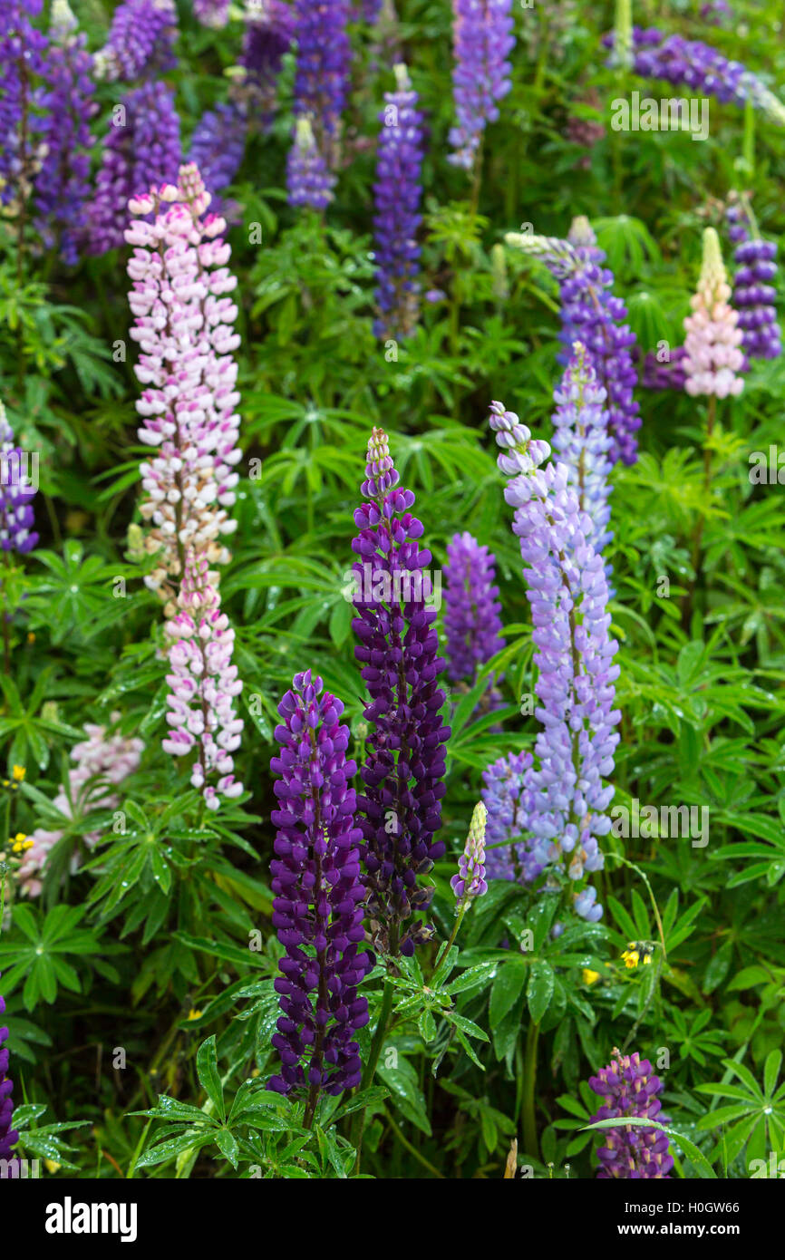 Am Straßenrand Wildblumen blühen auf Sheppards B & B in der Nähe von Forellenfluss, Neufundland und Labrador, Kanada. Stockfoto