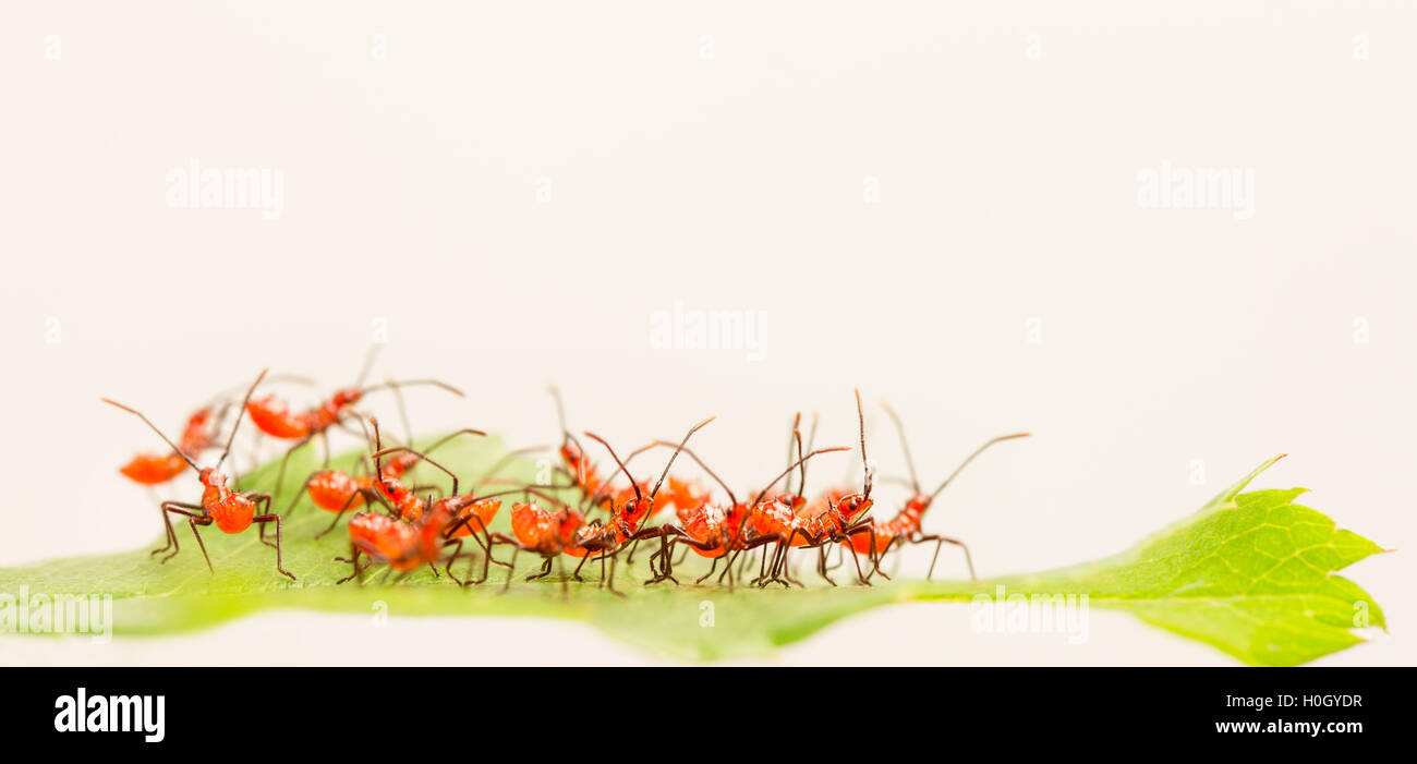 Cluster von Frisch geschlüpfte Assassin bug Nymphen, aka Rad bugs, auf rose Blatt mit weißem Hintergrund. Zelus longipes Stockfoto