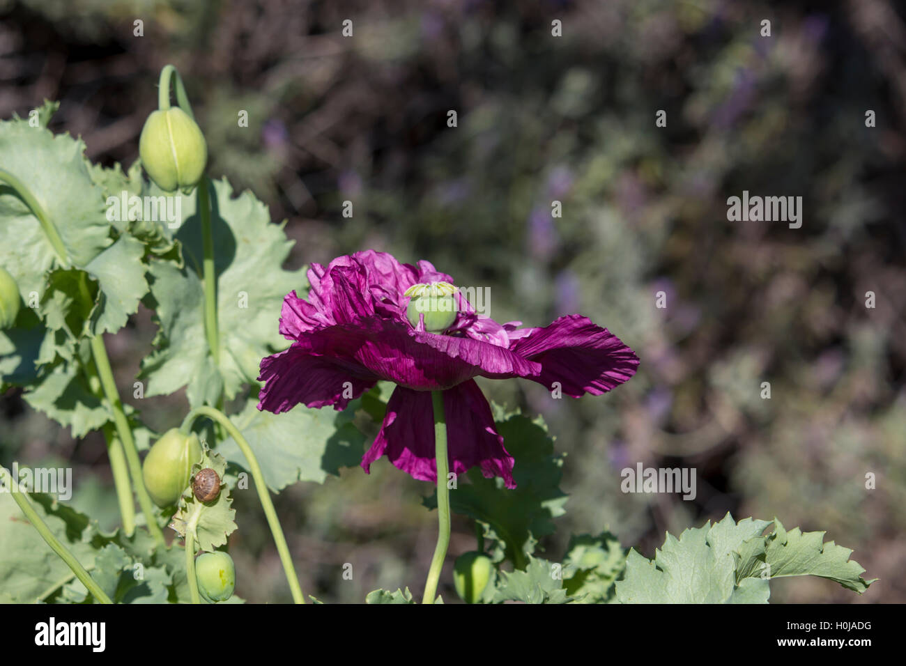 Atemberaubende Doppel lila Papaver Orientale (orientalische Mohn) blühen im Frühling mit grünen Samenkapsel der feinen schwarzen Samen. Stockfoto