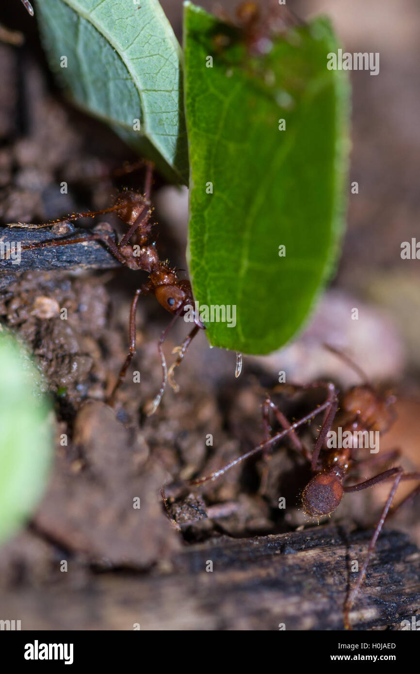 Macho arbeiten Blattschneiderameisen frisch geschnittenen Vegetation zurück zu ihrem Nest zu bringen Stockfoto