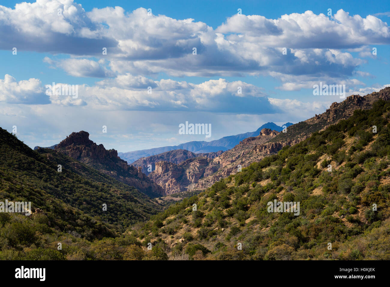 Eichenwald entlang einer felsigen Schlucht in den Superstition Mountains. Aberglauben Wildnis, Arizona Stockfoto