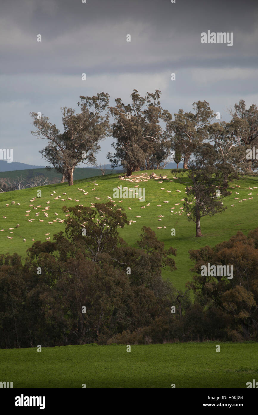 Agrarlandschaft Schafe weiden auf den teilweise geräumten Hügeln rund um Coolac New South Wales Australien Stockfoto