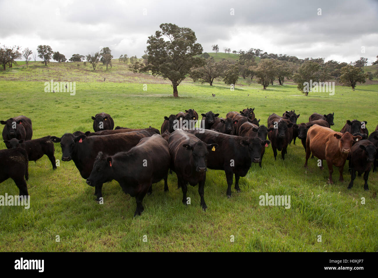 Black Angus Rinder weiden auf grünen Weiden New South Wales Australien ...