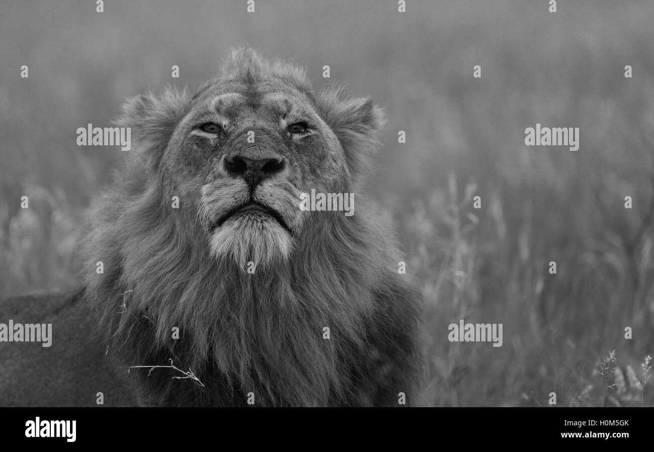 Männlicher Löwe schnuppern im Kruger Nationalpark in Südafrika Stockfoto