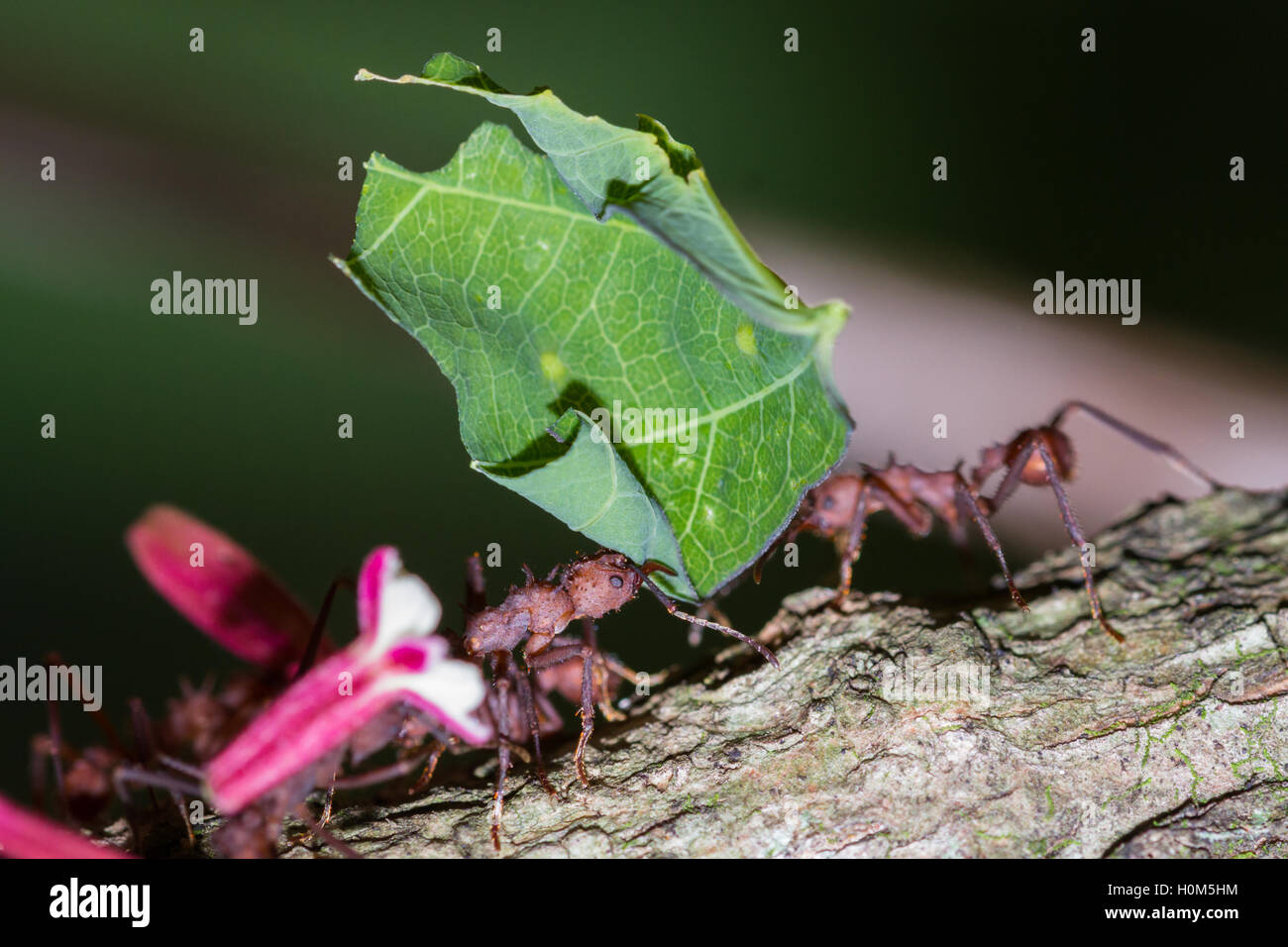 Macho arbeiten Blattschneiderameisen frisch geschnittenen Vegetation zurück zu ihrem Nest zu bringen Stockfoto