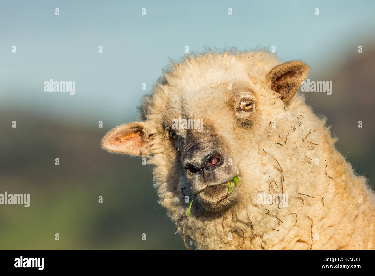 Ein Schaf nimmt eine ungewöhnlich Haltung, wie es versucht, herauszufinden, was vor sich geht. Stockfoto