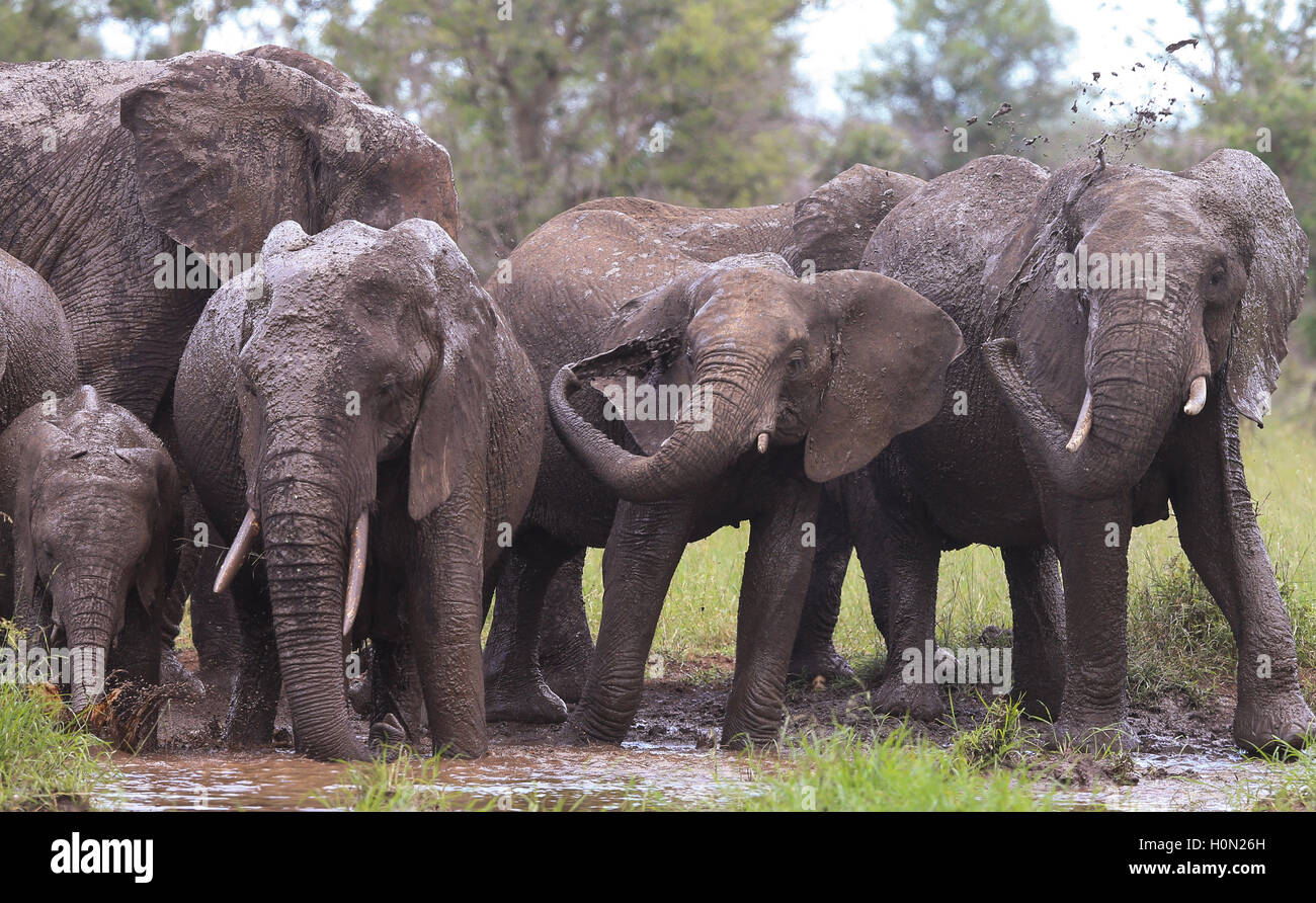 Elefanten haben ein Schlammbad in einem Wasserloch im Kruger Nationalpark in Südafrika Stockfoto