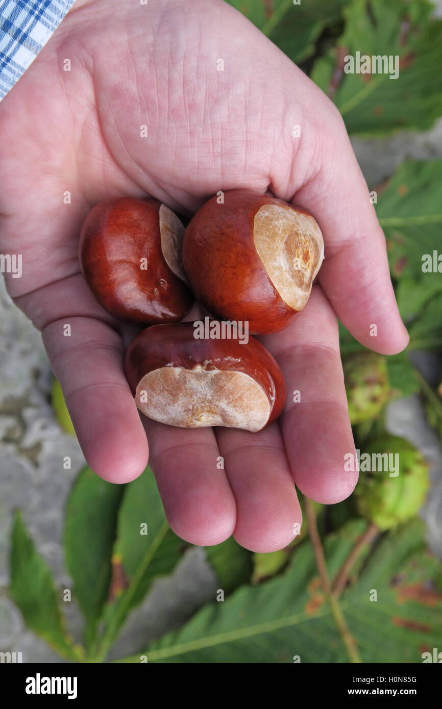 Rosskastanien, perfekt für Herbst Conkers in England, UK Stockfoto