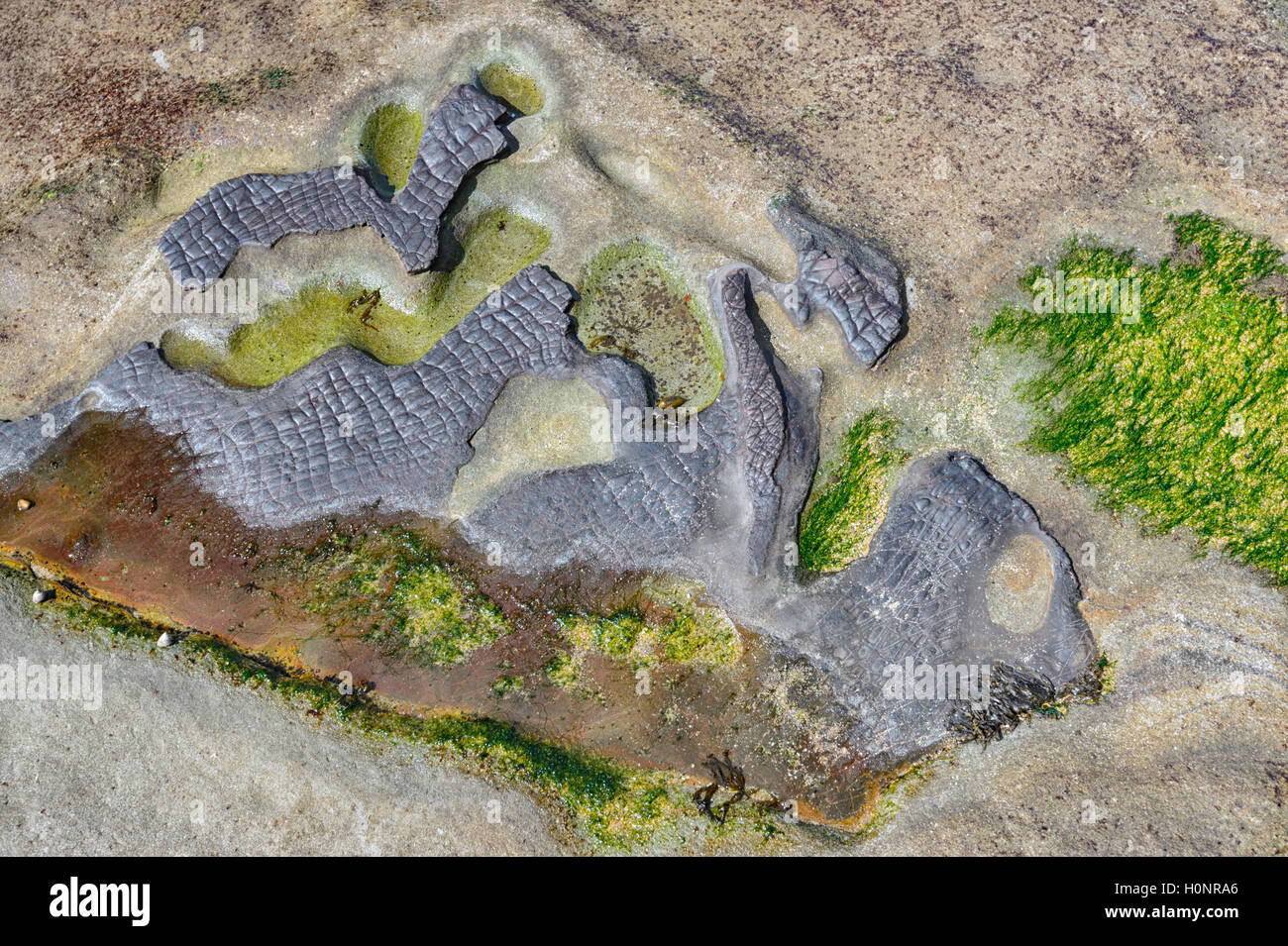 Details von Felsformationen entlang des Grand Pacific Drive, Coalcliff, Illawarra Region, New South Wales, NSW, Australien Stockfoto