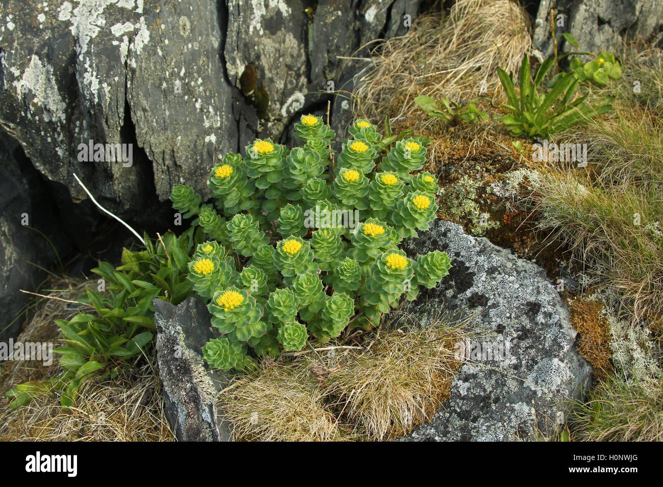 Goldmoss Fetthenne (Sedum acre), Tundra, Fjäll, Nordnorwegen, Norwegen, Skandinavien Stockfoto