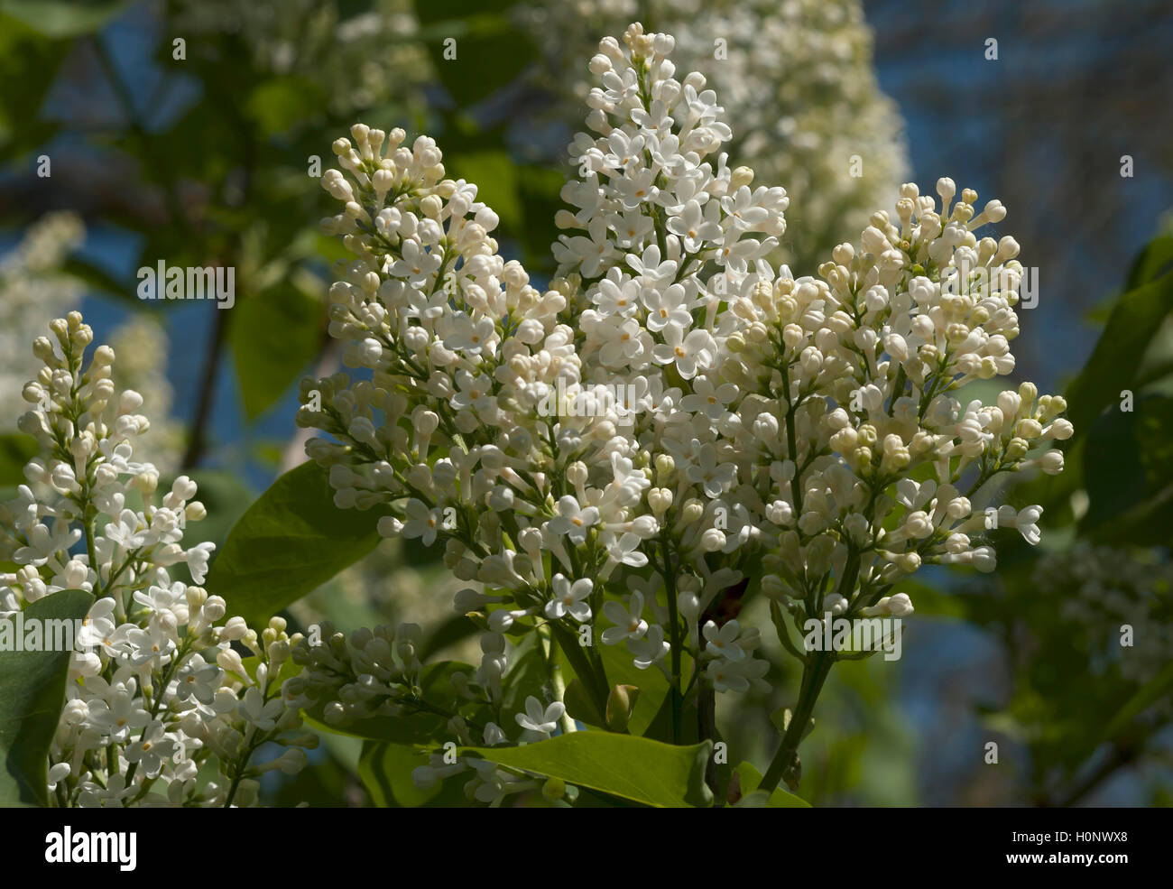 Weißer Flieder (Syringa sp.) Blumen, Mecklenburg-Vorpommern, Deutschland Stockfoto