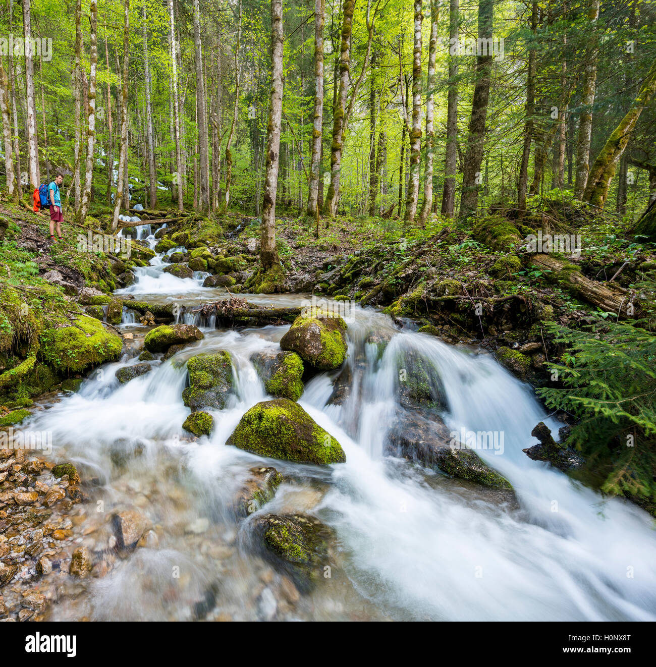 Junger Mann von einem Creek, Röthbach, mit bemoosten Steine, Fluss am Ende der Röthbach Wasserfall, Salet am Königssee Stockfoto