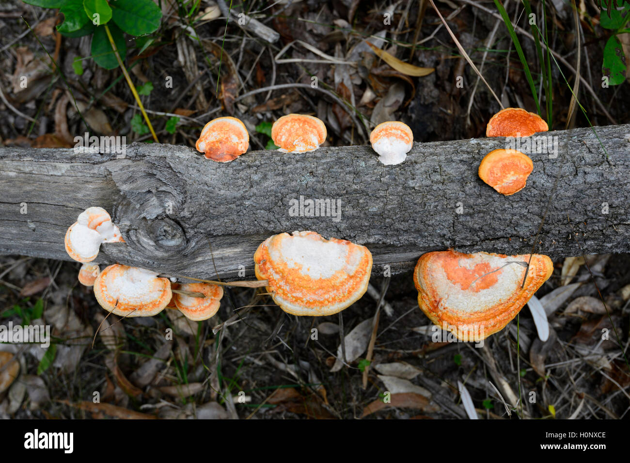 Orange Halterung Pilz, New South Wales, NSW, Australien Stockfoto