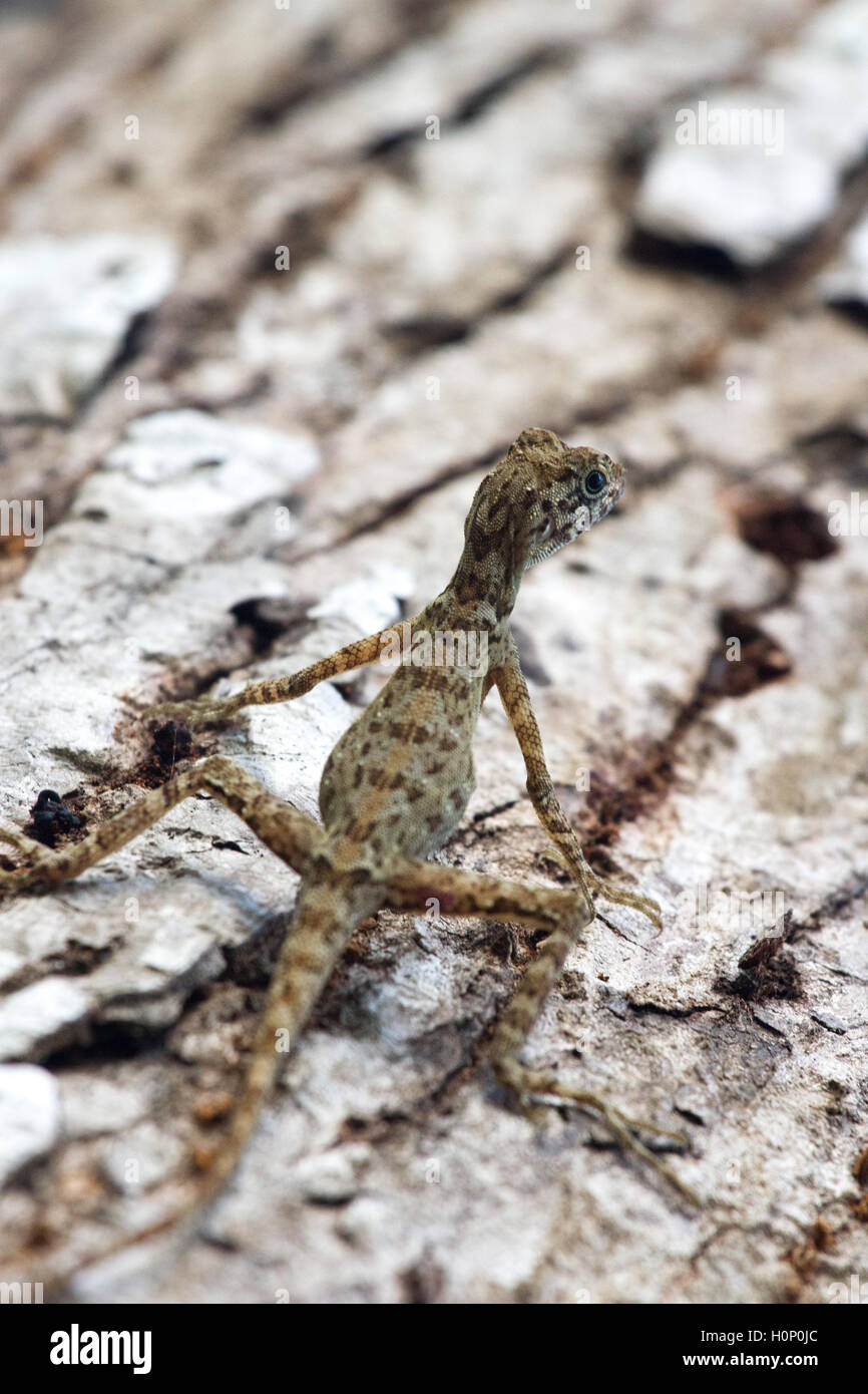 Wald-Drachen im Wendekreis des Indien. Makrofoto der Reptilien. Eidechse Stockfoto