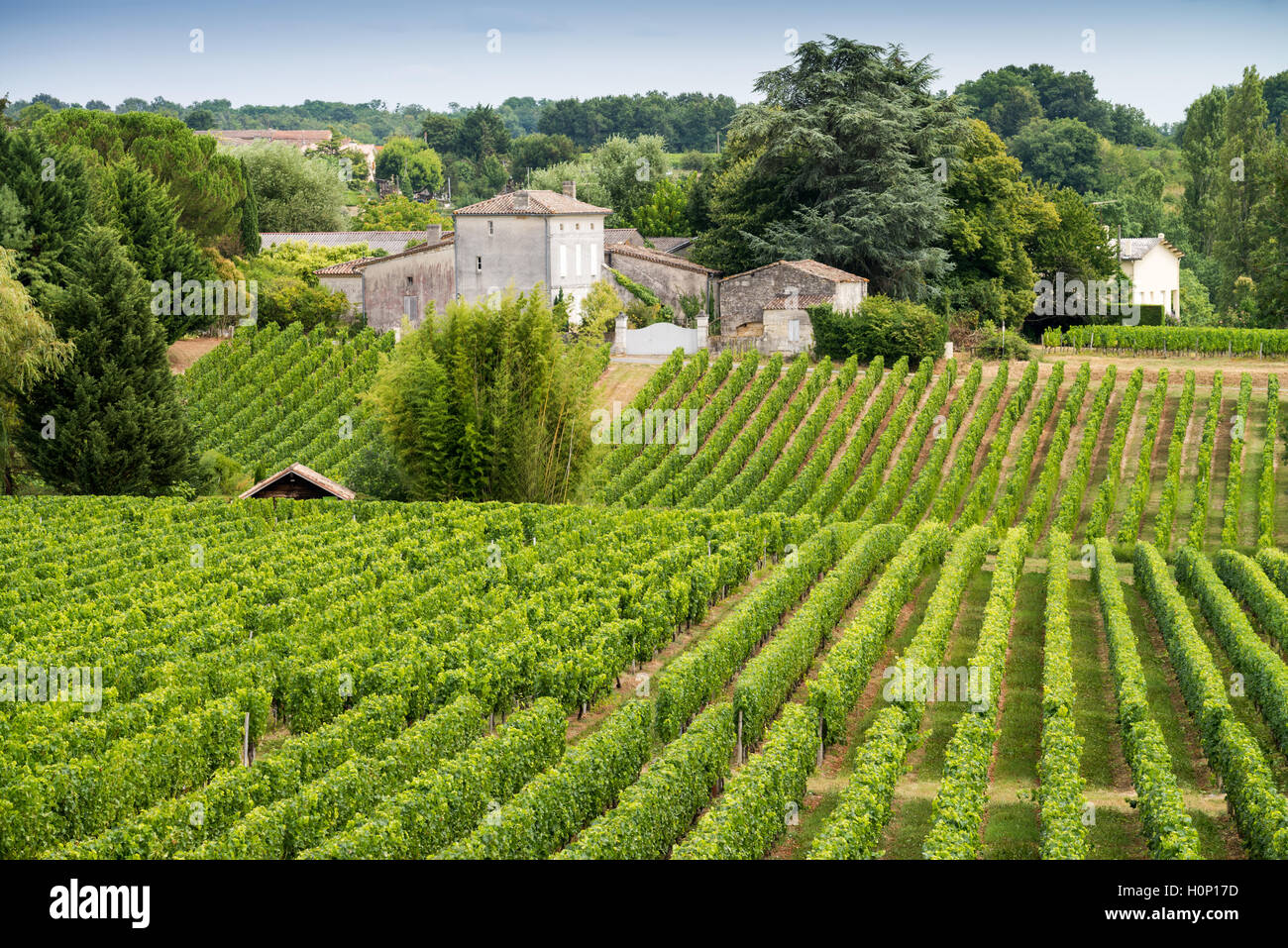 Traktor bei der Arbeit während der Lese im Weinberg in St. Emilion, Bordeaux-Wein-Region von Frankreich Stockfoto