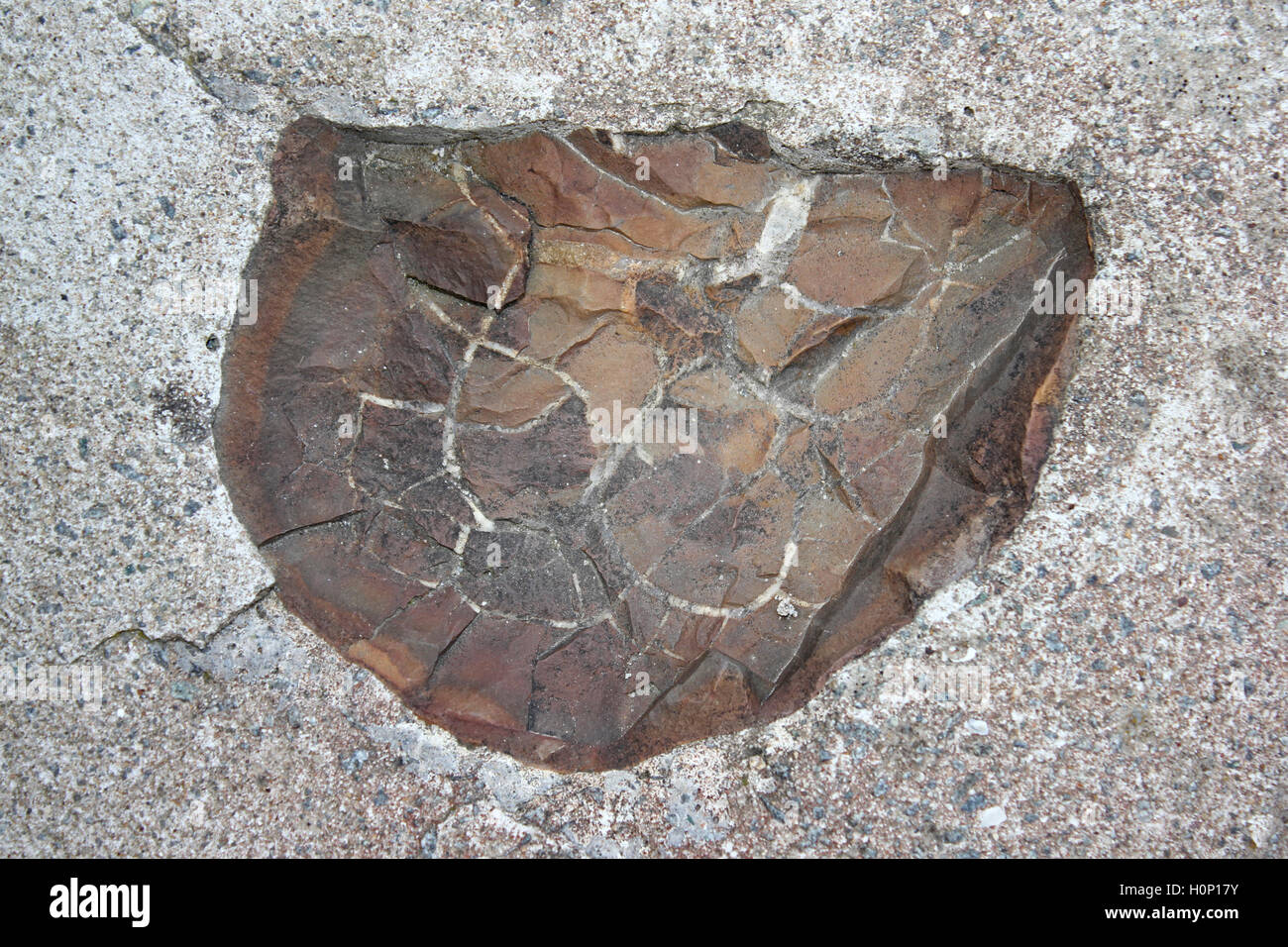 Querschnitt durch ein Septarian Knötchen gefunden bei Malltraeth, Anglesey, UK Stockfoto