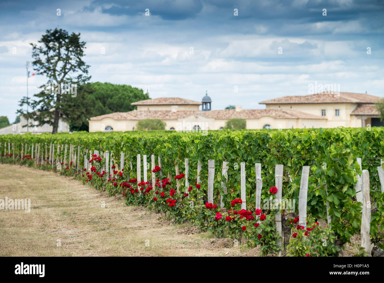 Chateau Petrus Pomerol, Bordeaux, Frankreich, EU, Europa Stockfoto