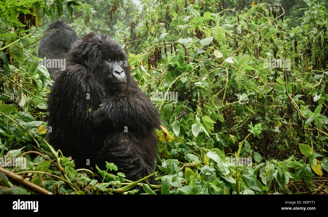 Weibliche Mountain Gorilla denken im Wald Stockfoto