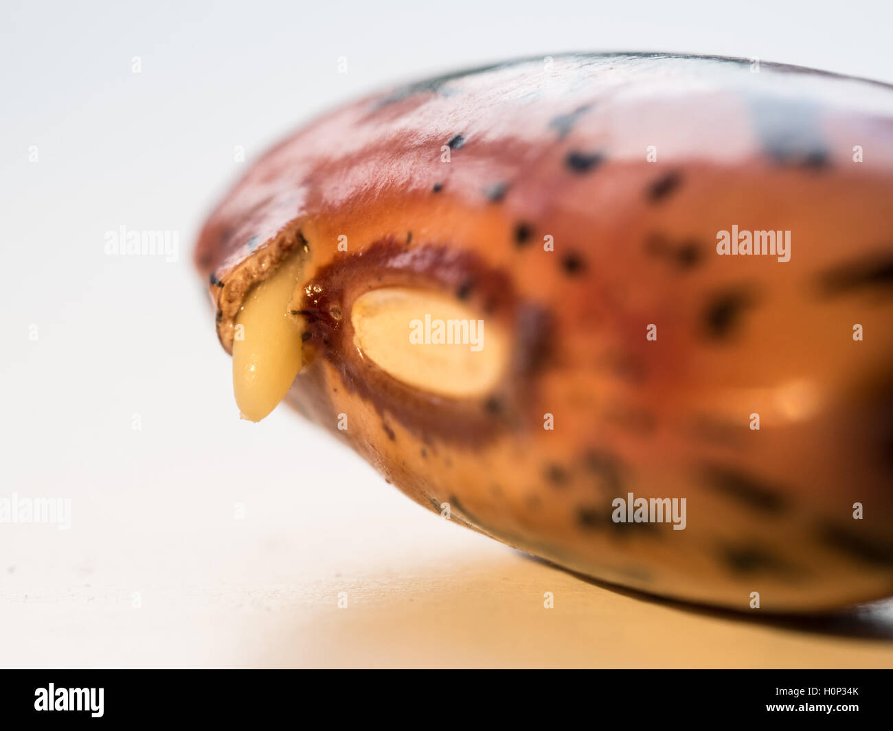 Runner Bean Samen sprießen Stockfoto