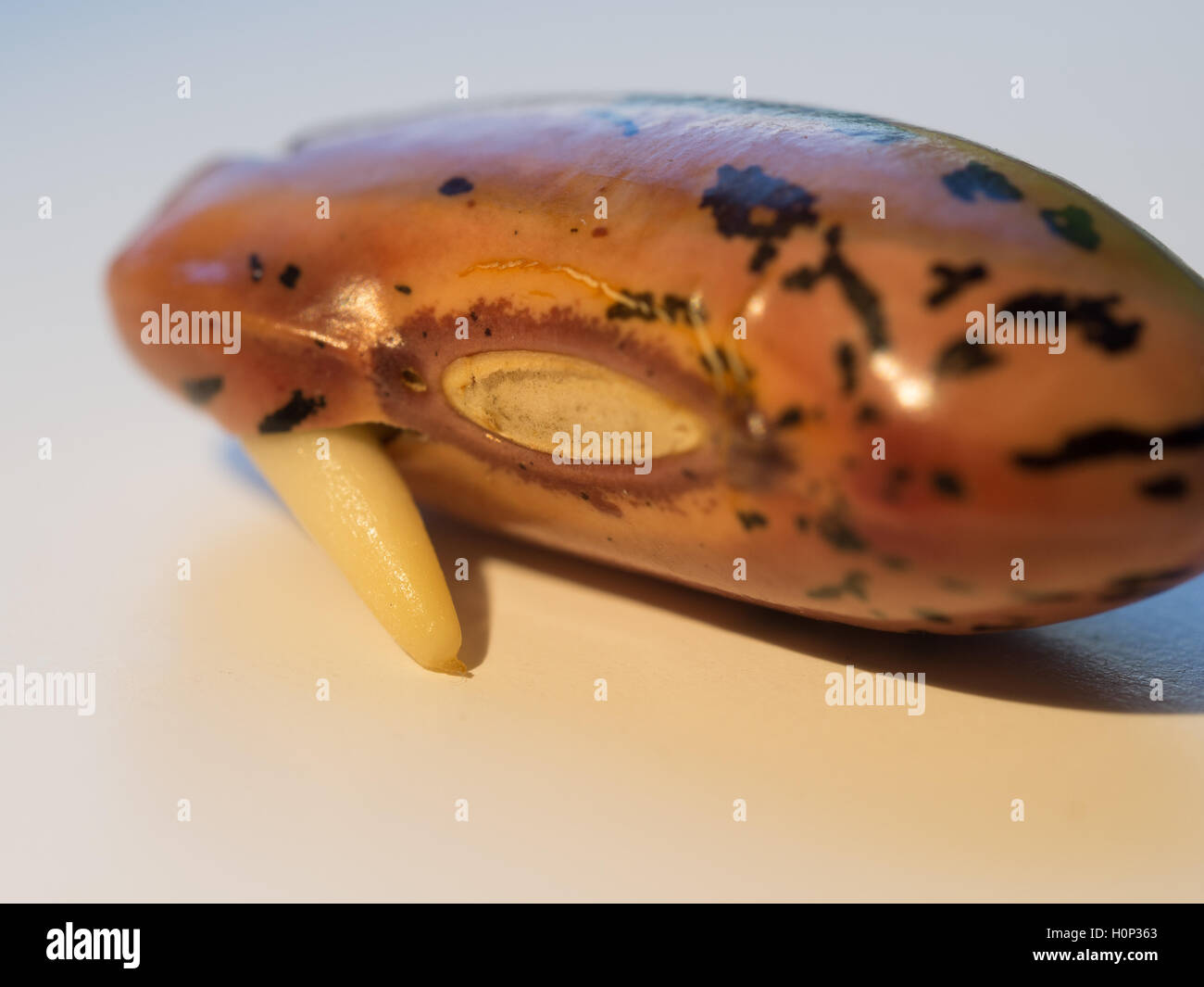 Runner Bean Samen sprießen Stockfoto