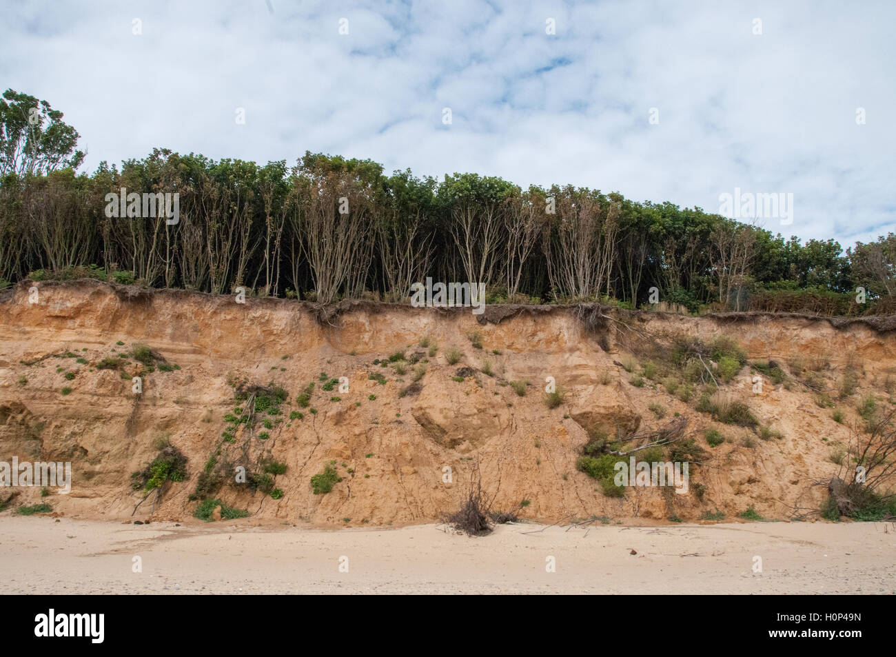 Erodierenden Klippen am Covehithe in Suffolk Stockfoto