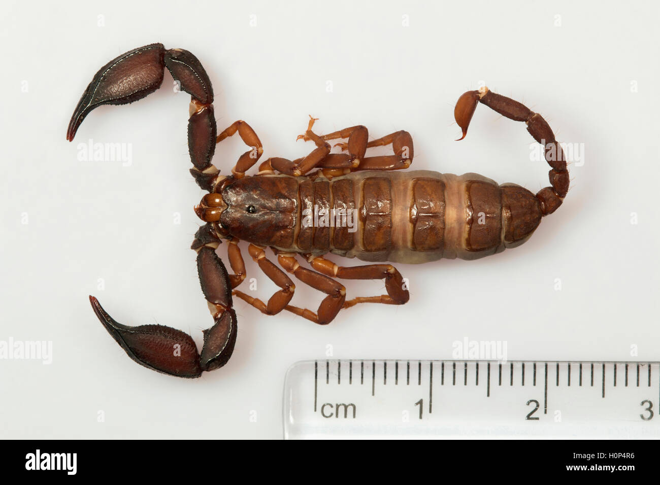 Scorpiops pachmarhicus pachmarhi Fotos und Bildmaterial in hoher