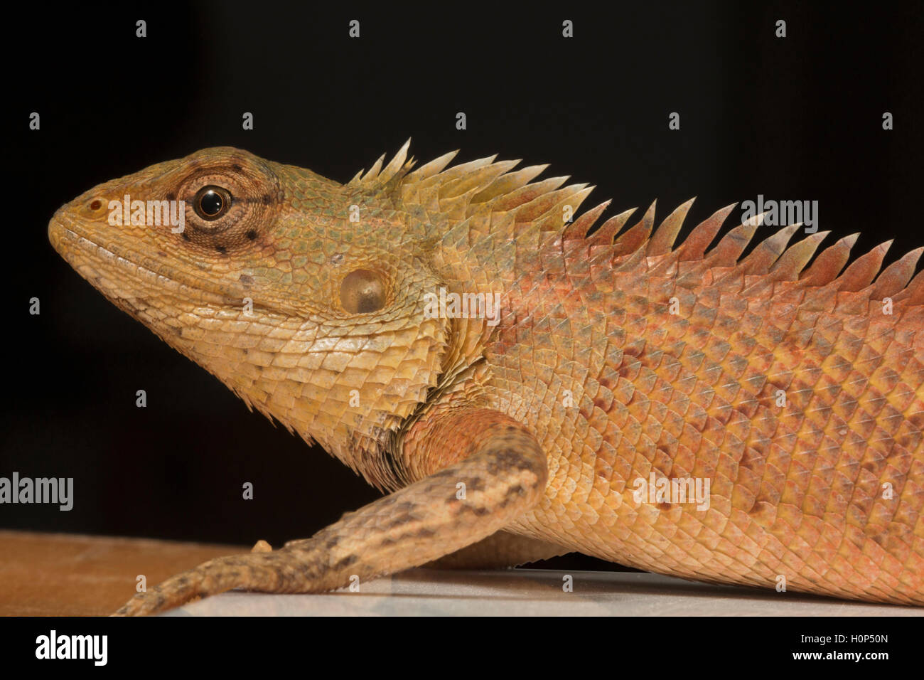 ORIENTAL GARDEN LIZARD, Calotes versicolor.  Ponducherry, Indien Agamen Eidechse gefunden in Asien weit verbreitet. Stockfoto