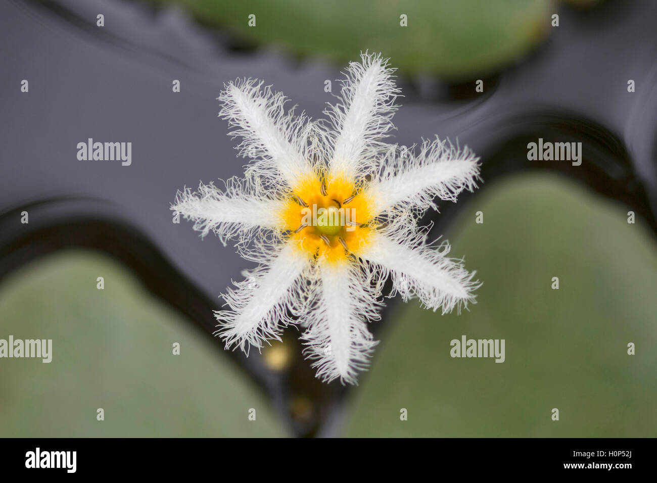 Blume NZBEN, Bangalore, Karnataka. Stockfoto