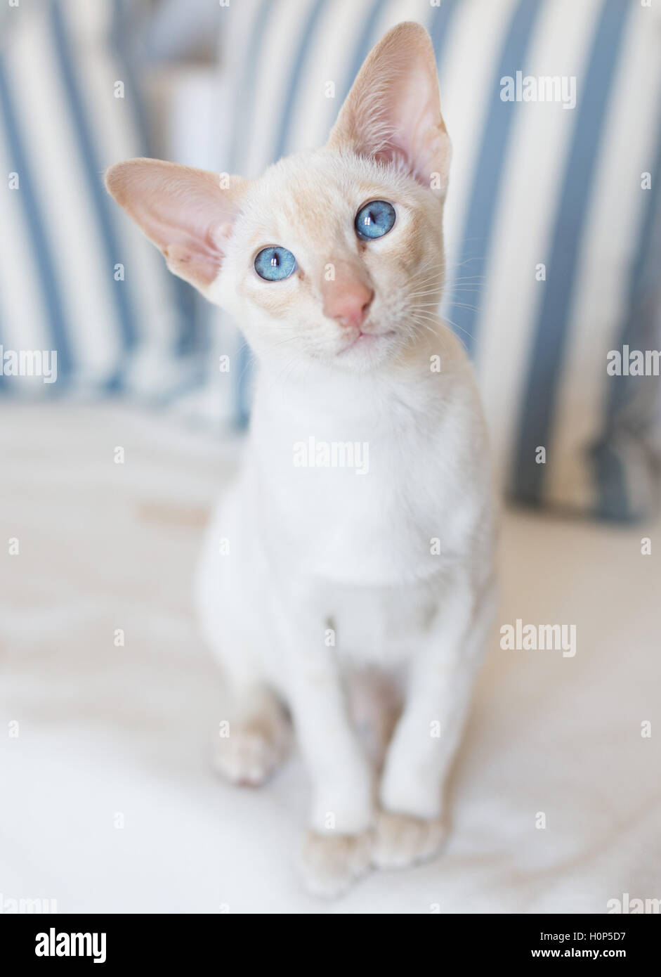 Big Ear Katze Stockfoto