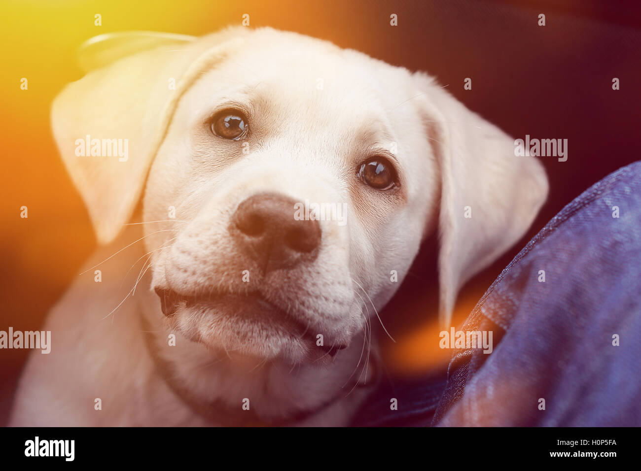 Niedlichen Labrador Retriever Hund Welpen sieht sehr süß Stockfoto