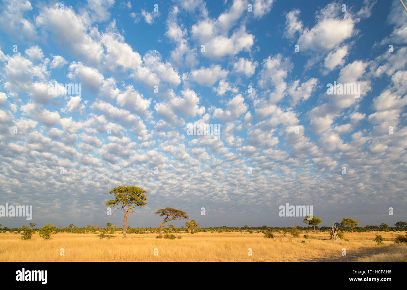 Launisch Savannenlandschaft mit Wolken und isolierten hoch Akazien in ein offenes Grasland gelb Stockfoto