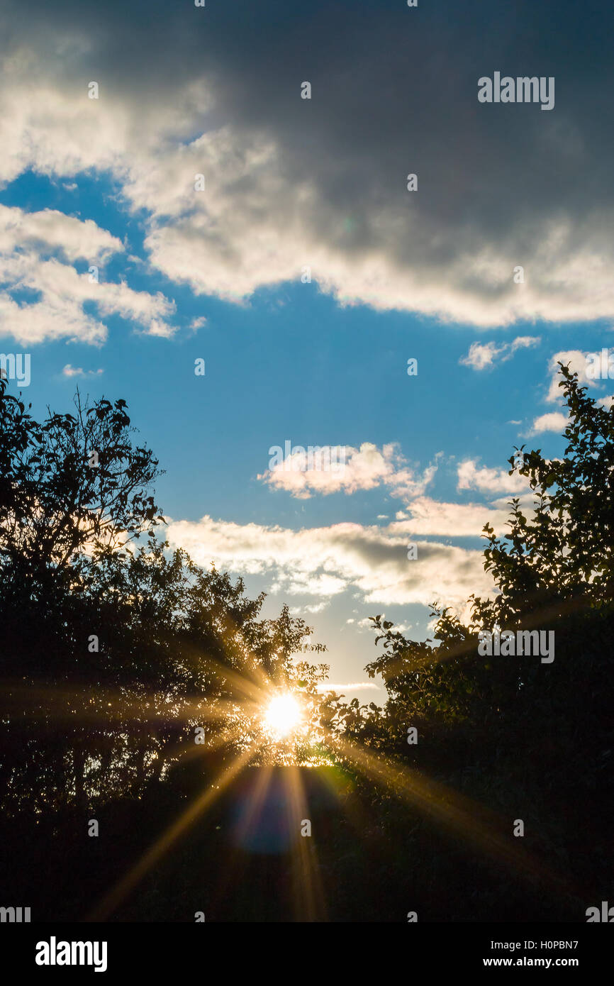 Strahlen der untergehenden Sonne bricht durch das Laub Stockfoto