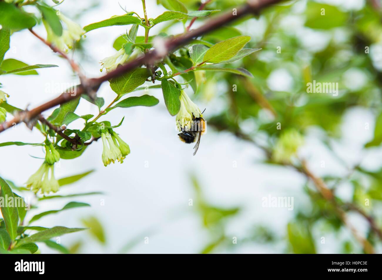 Biene auf einer Blüte der weißen Kirschblüten. Stockfoto