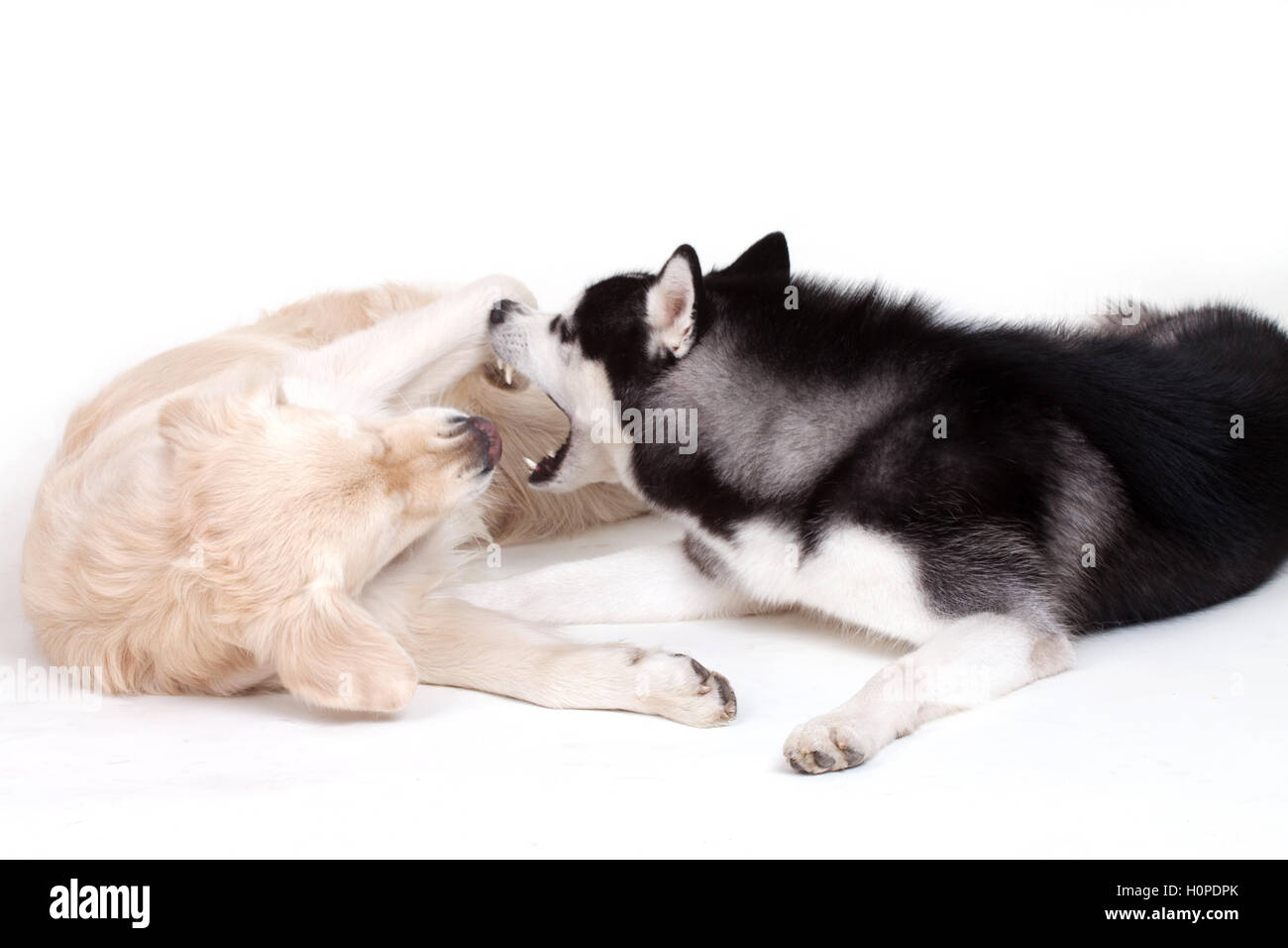 Siberian Husky Hund und labrador Stockfoto