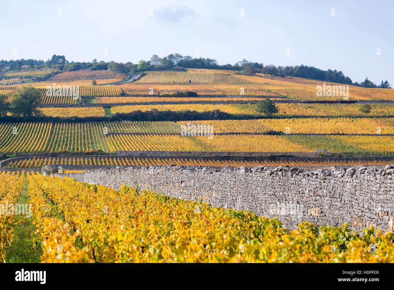 Weinberge im Herbst, Côte de Beaune, Burgund, Frankreich Stockfoto