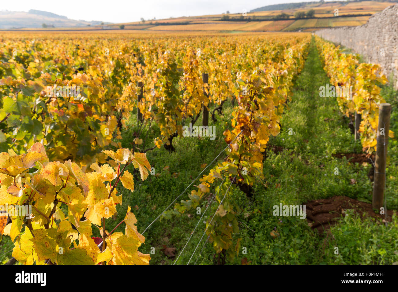 Weinberge im Herbst, Côte de Beaune, Burgund, Frankreich Stockfoto