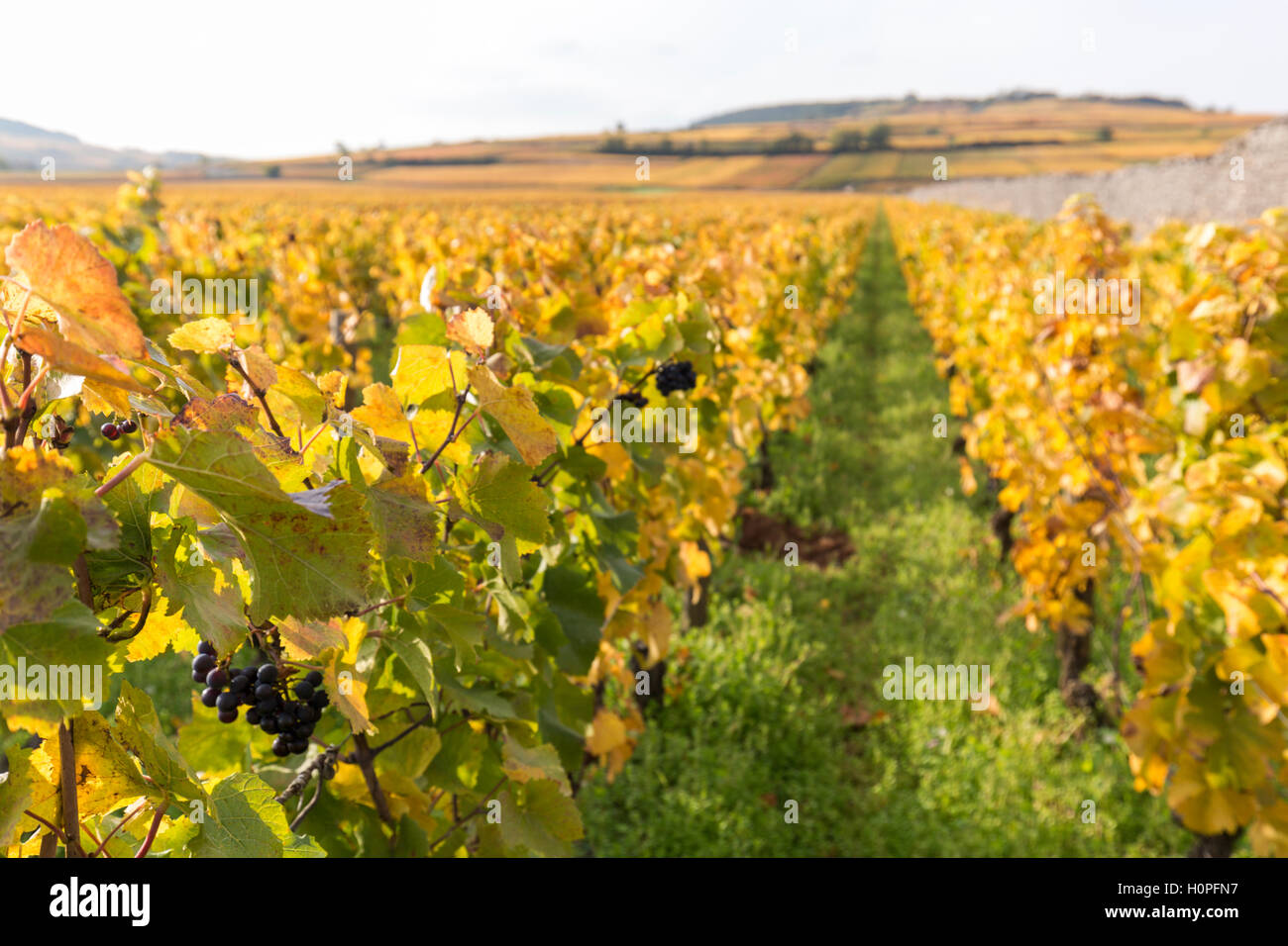 Weinberge im Herbst, Côte de Beaune, Burgund, Frankreich Stockfoto