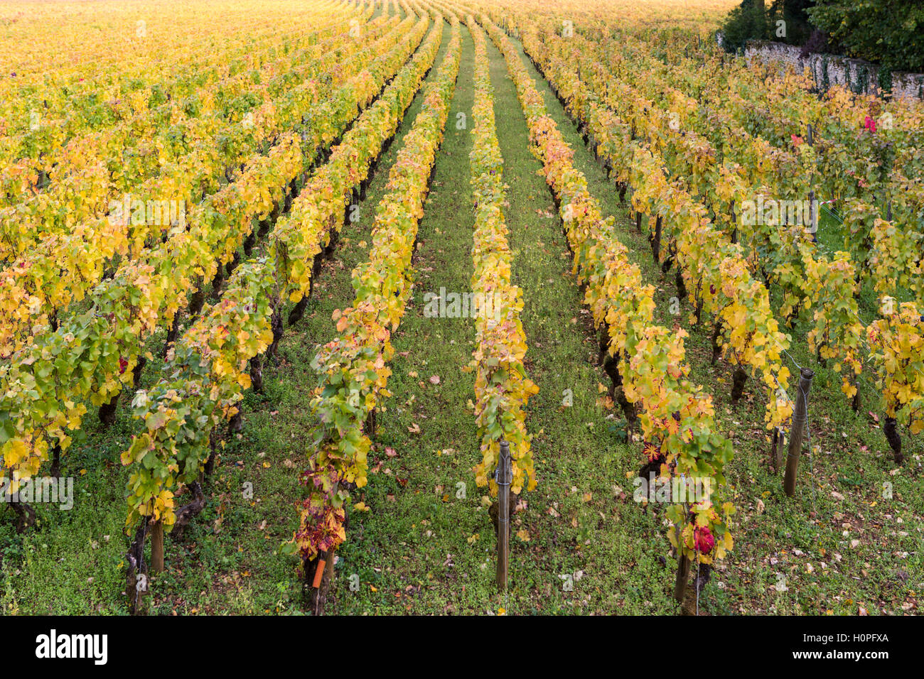 Weinberge im Herbst, Côte de Beaune, Burgund, Frankreich Stockfoto