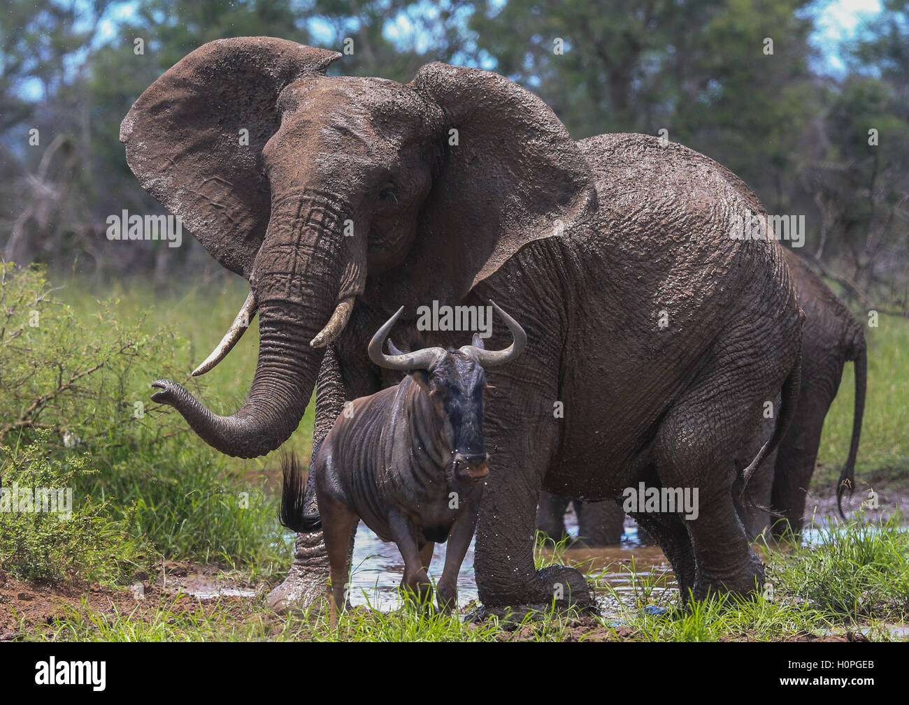 Elefant Verfolgungsjagden aus einem Wildebeast im Kruger Nationalpark in Südafrika Stockfoto