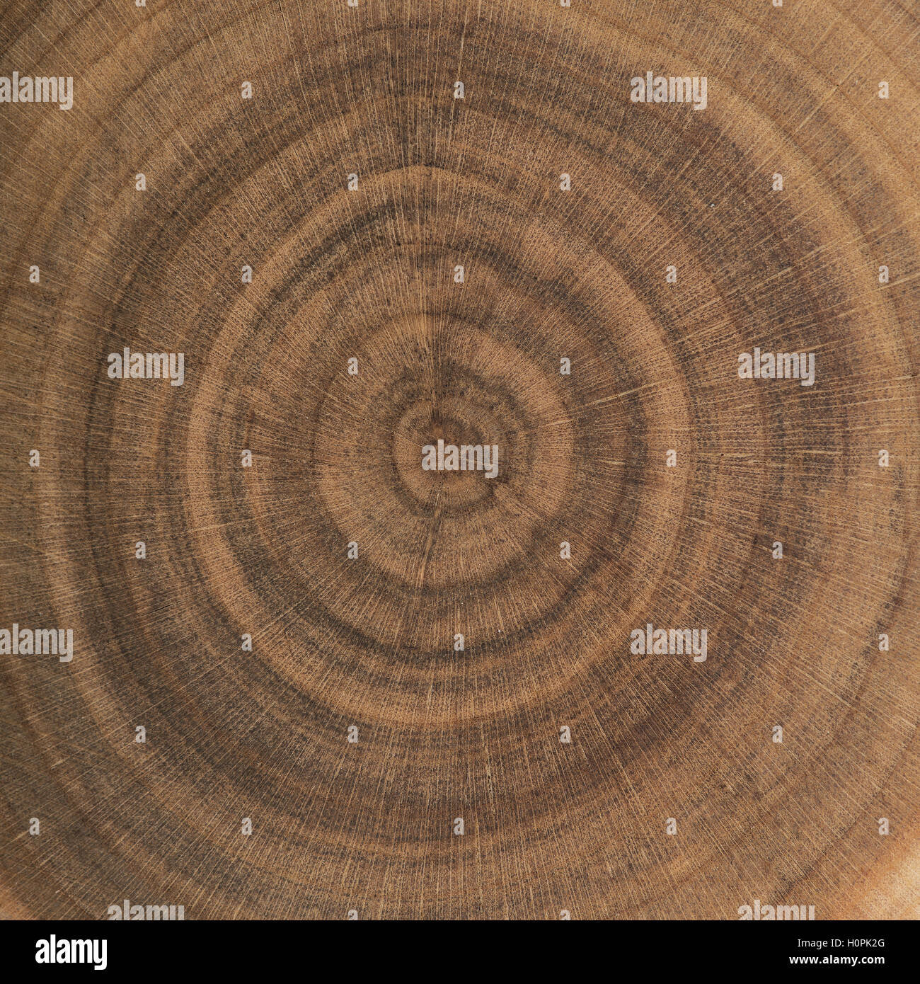 Ende Maserung Holz Ringe Stockfoto