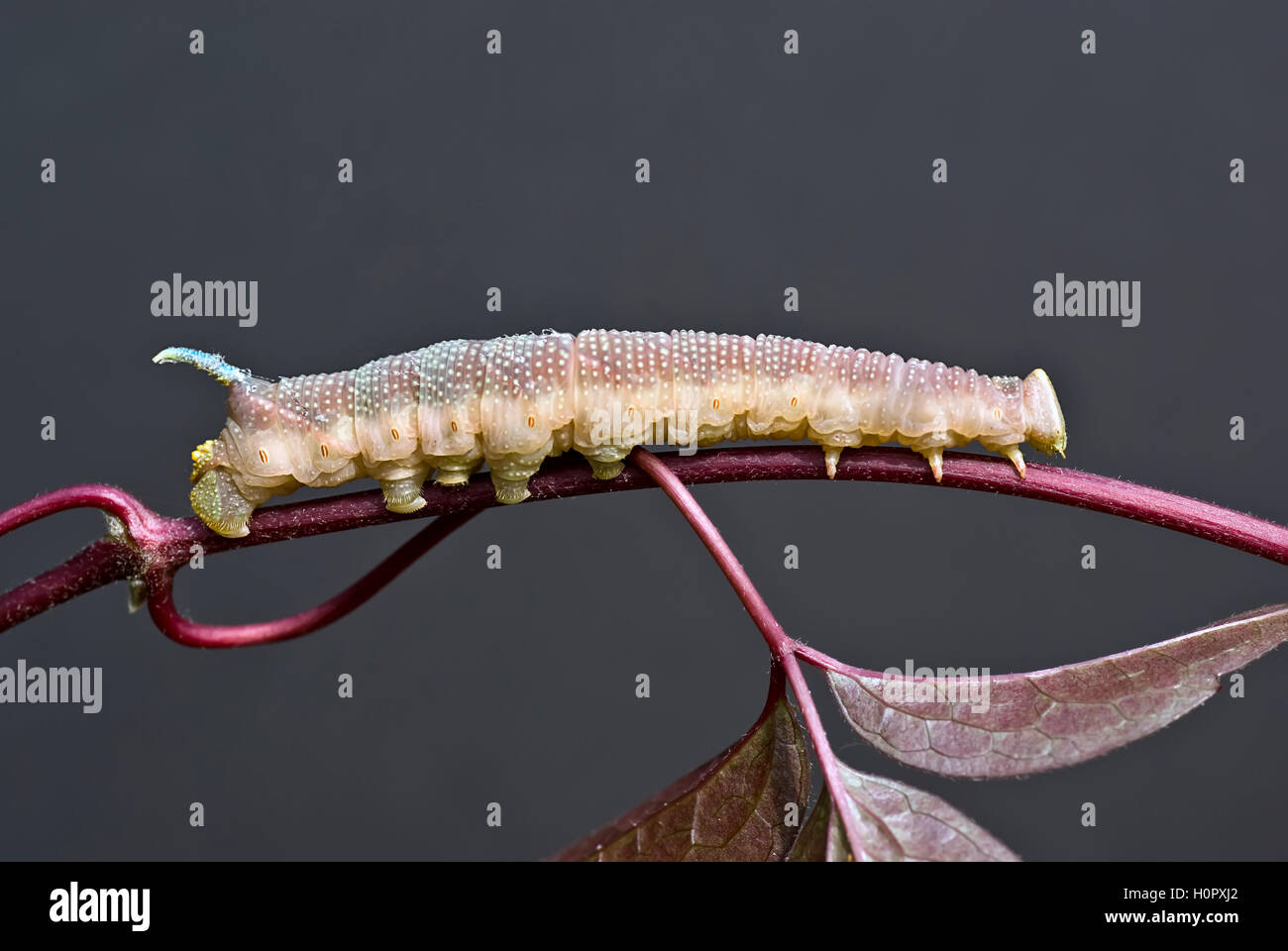 Nahaufnahme von Kalk Hawk Moth Caterpillar am Blattstiel. Stockfoto