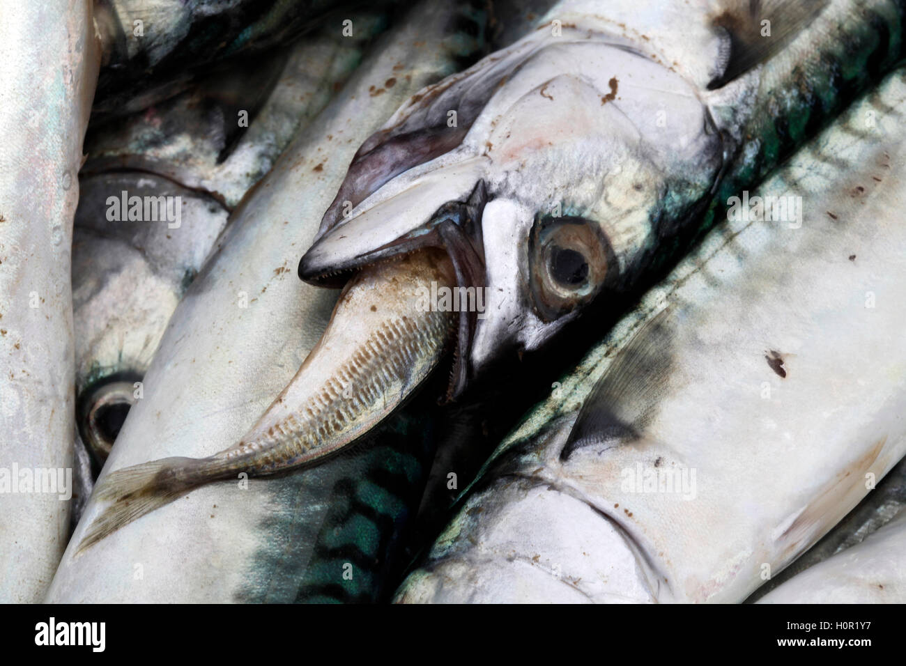 Frischen Fisch am Hafen von Cambrils, Tarragona, Katalonien, Spanien Stockfoto