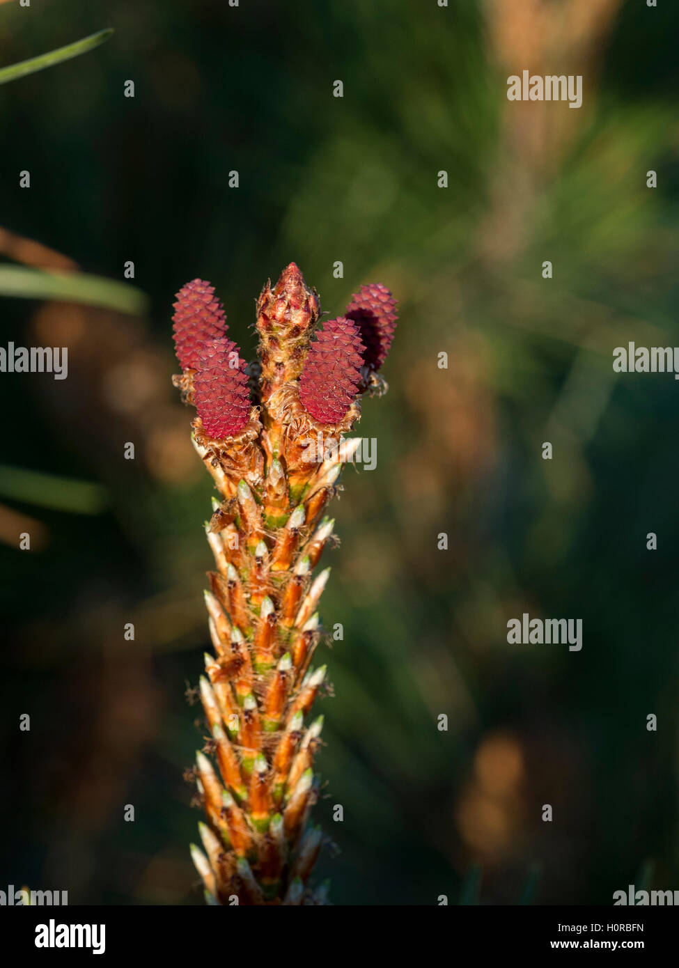 Kegel-Weibchen der Seekiefer im Frühjahr. Stockfoto