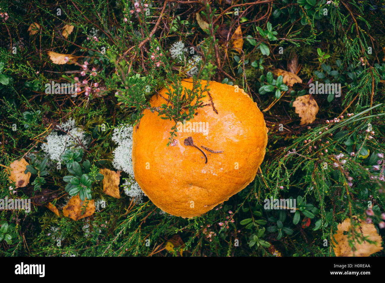 Orange-Cap Steinpilze wachsen im Wald Draufsicht, selektiven Fokus Stockfoto