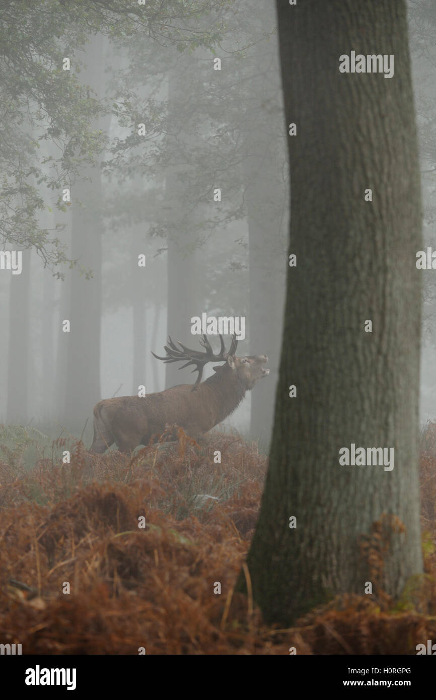Rothirsch / Rothirsch (Cervus Elaphus), mächtigen Hirsch, brüllend in dunstigen Wald, steht zwischen den herbstlich gefärbten Farn. Stockfoto