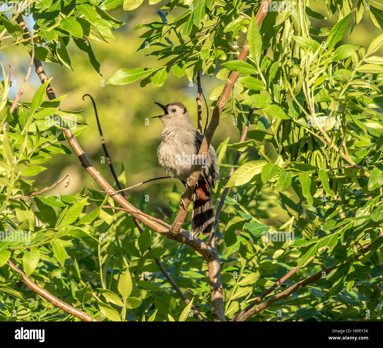 graues Catbird, Dumetella Carolinensis, auch buchstabiert graue Catbird ist ein mittlerer Größe nordamerikanischen Vogel Stockfoto