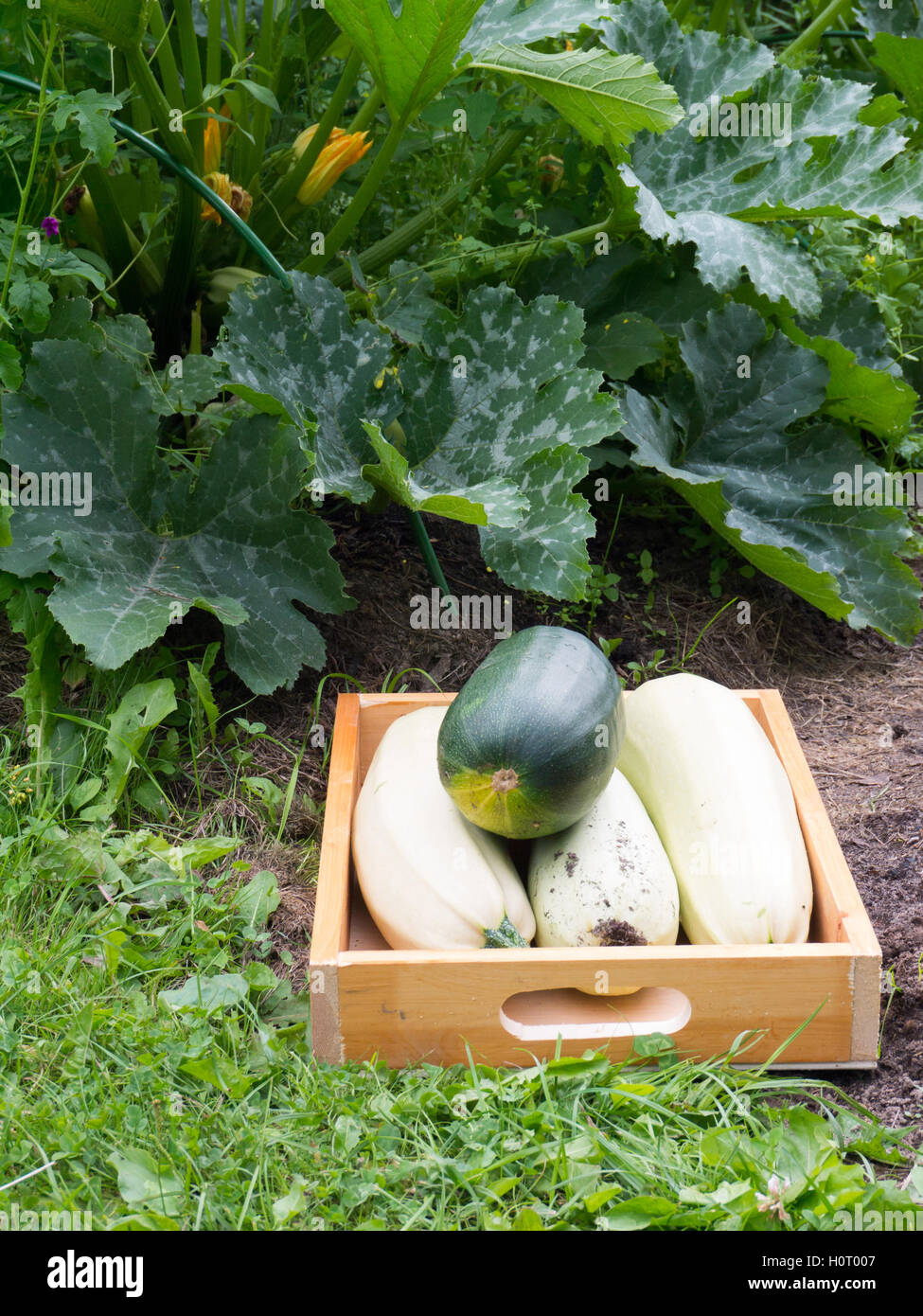 Kürbisse in der Holzkiste unter die Squash-Anlage in Blüte Stockfoto