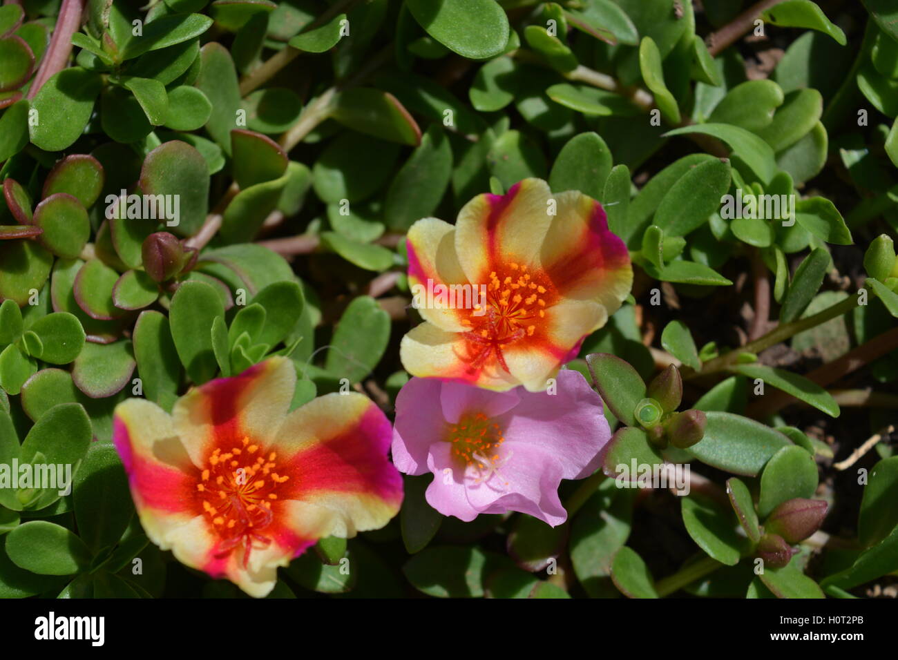 PORTULACA Oleracea, darunter rosa und Candy Stripe Blumen. Auch bekannt als Portulak, Moosrose und Zeit Blume Stockfoto