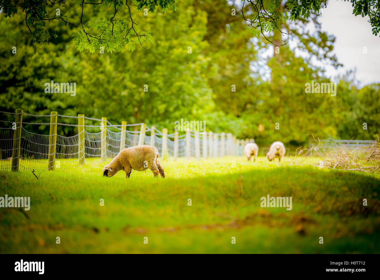 Schafe in einem Feld Stockfoto