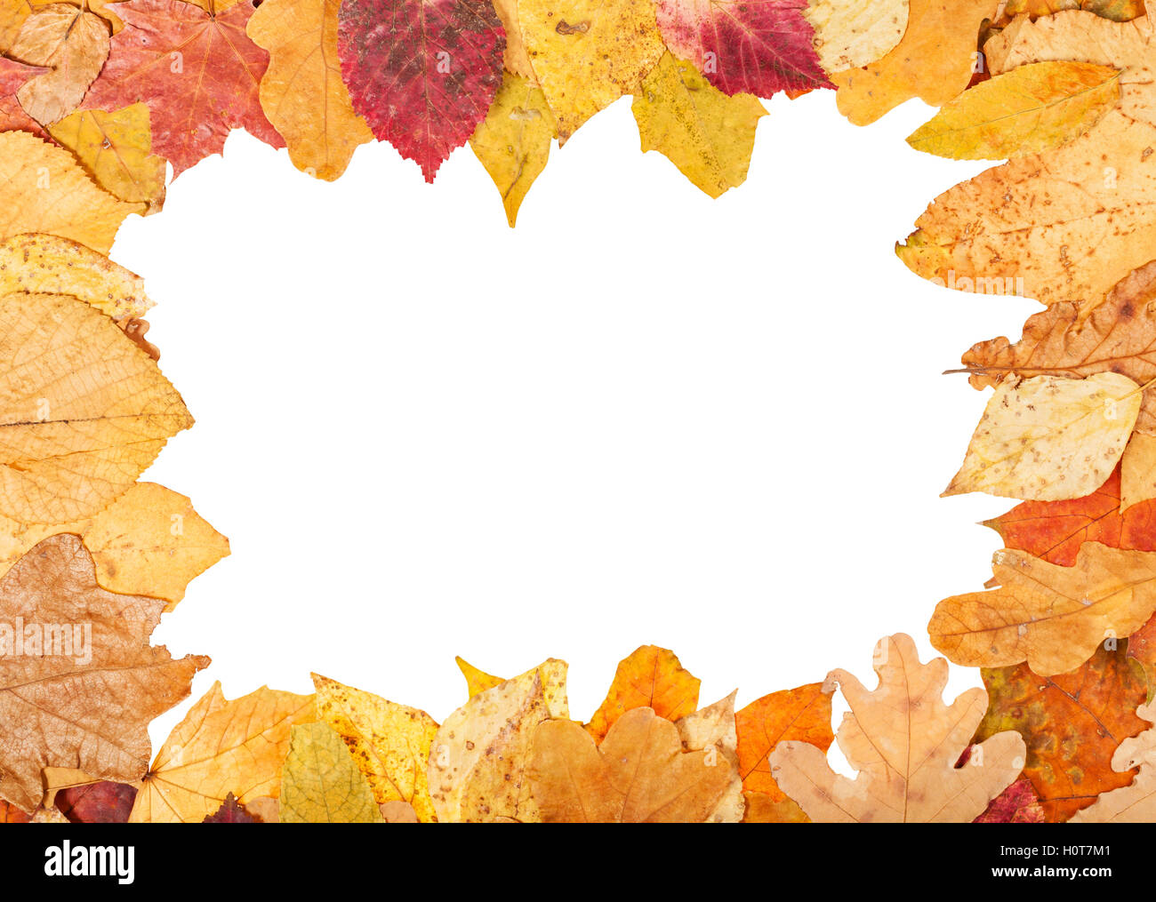 Bilderrahmen aus gelben Herbst Blätter mit Ausschnitt Leerzeichen Stockfoto
